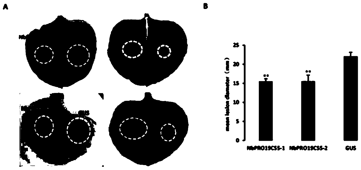 Positive regulation factor NbPRO19C5-1 gene and application of protein of positive regulation factor NbPRO19C55-1 gene in plant phytophthora resistance