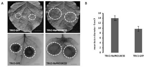 Positive regulation factor NbPRO19C5-1 gene and application of protein of positive regulation factor NbPRO19C55-1 gene in plant phytophthora resistance