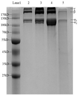 Low-immunogenicity fish skin collagen and preparation method thereof