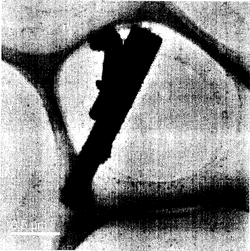 Tungsten oxide material with nano band array structure and preparing method thereof