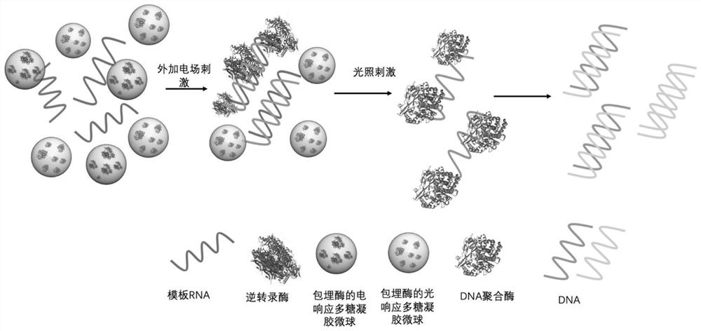 Multi-element environment-responsive polysaccharide microspheres as well as preparation and application methods thereof