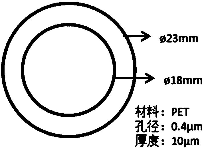 Preparation method and applications of epithelial cell sheet for treating corneal diseases