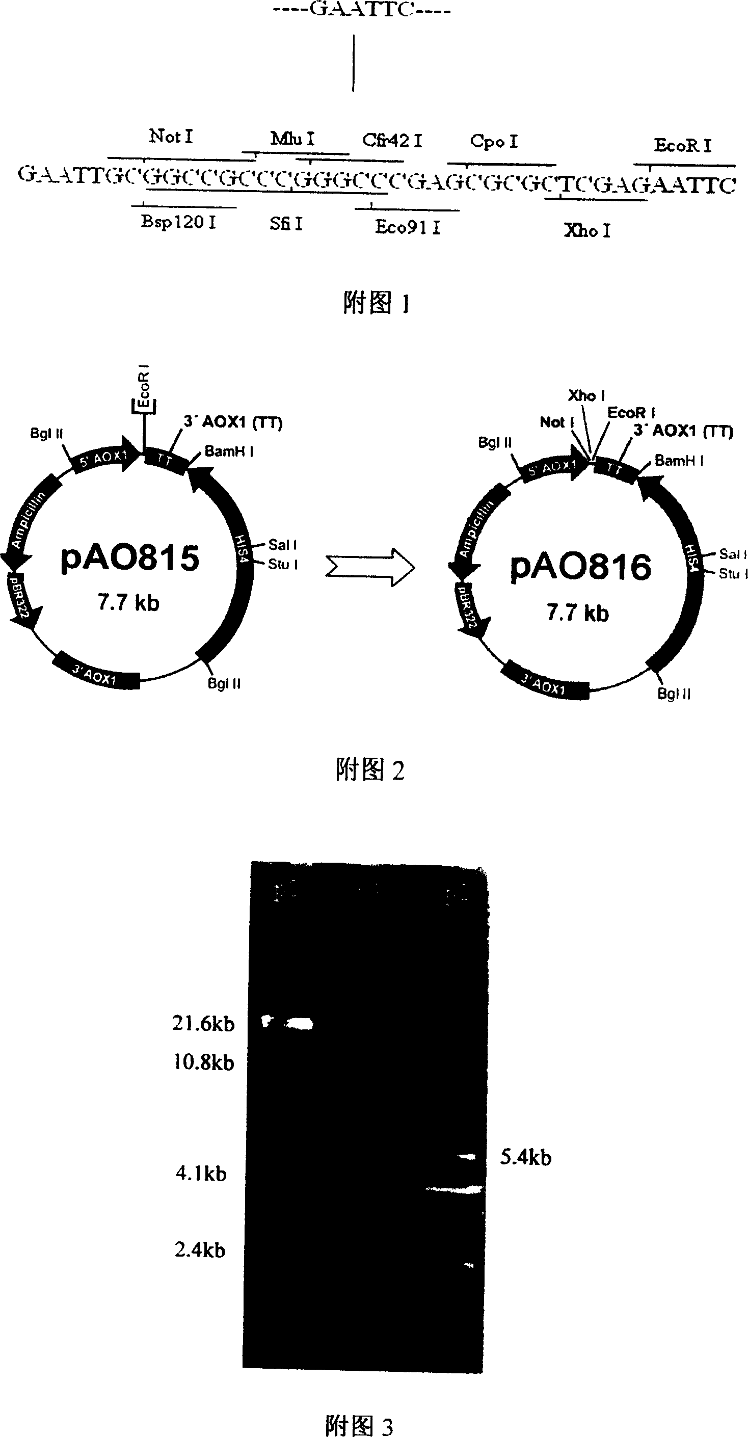 Multi-copy gene carrier of high efficient expression mannanase