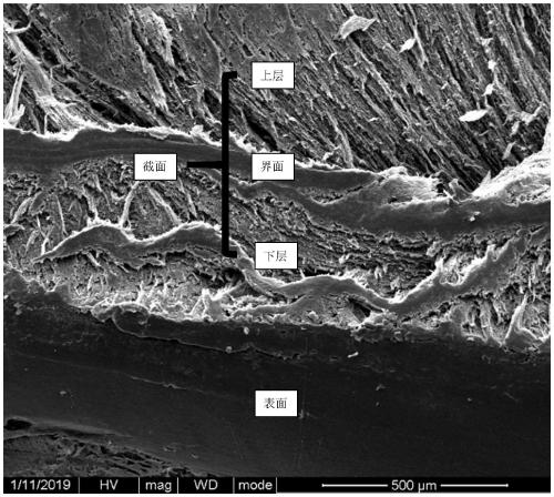 Preparation method of conductive double-layer hydrogel for integral regeneration of bone and cartilage by electrical stimulation