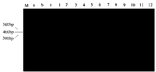 SCAR marker of biocontrol Hypocrea virens, its application and quantitative detection method