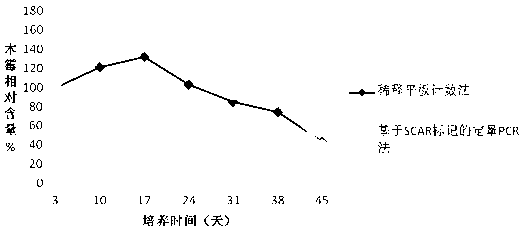 SCAR marker of biocontrol Hypocrea virens, its application and quantitative detection method