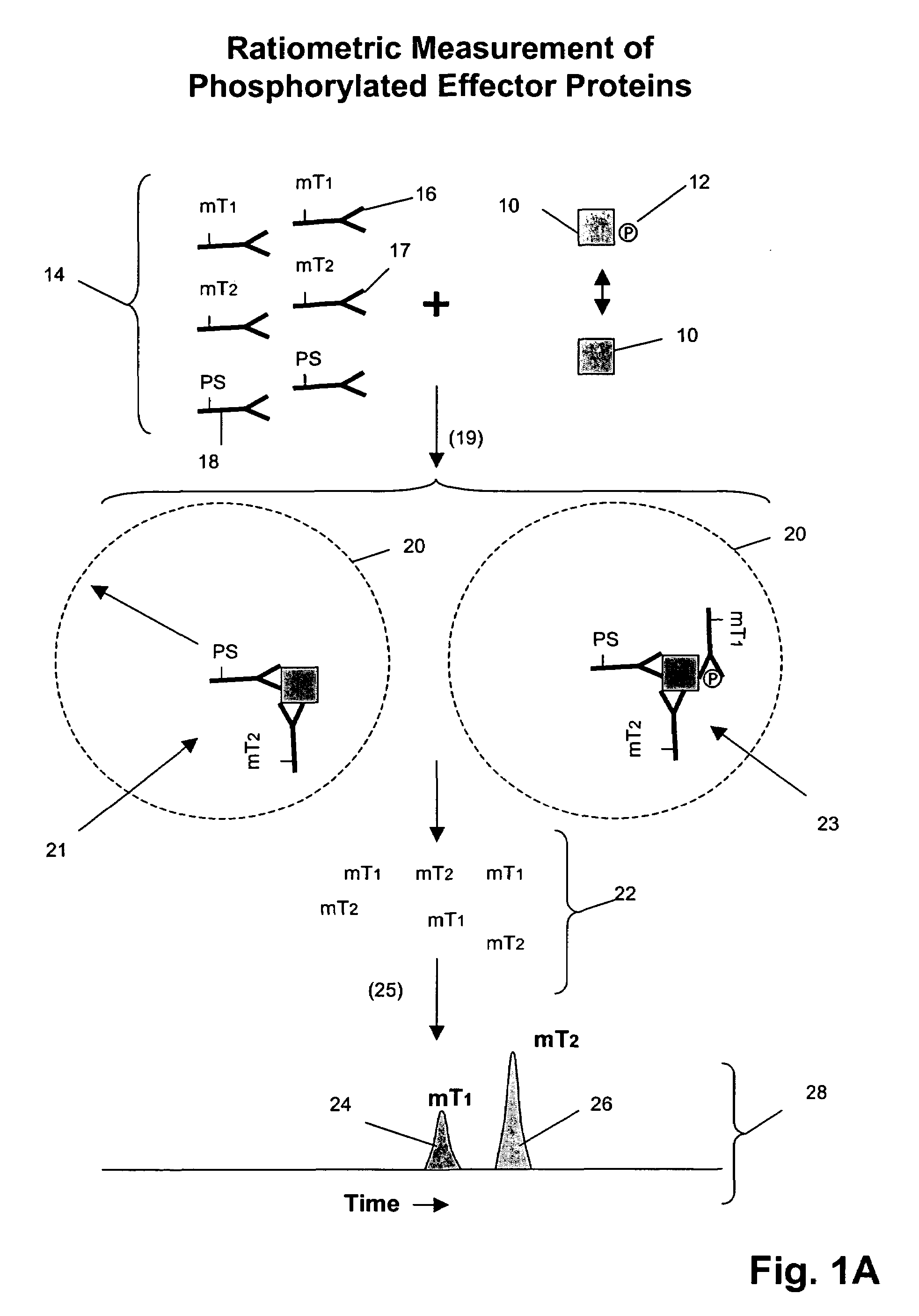 Receptor tyrosine kinase signaling pathway analysis for diagnosis and therapy