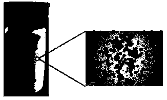 Bacterial cellulose stable Pickering double emulsion as well as preparation method thereof