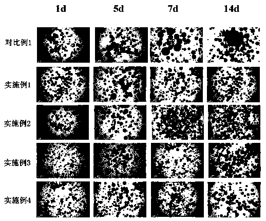 Bacterial cellulose stable Pickering double emulsion as well as preparation method thereof