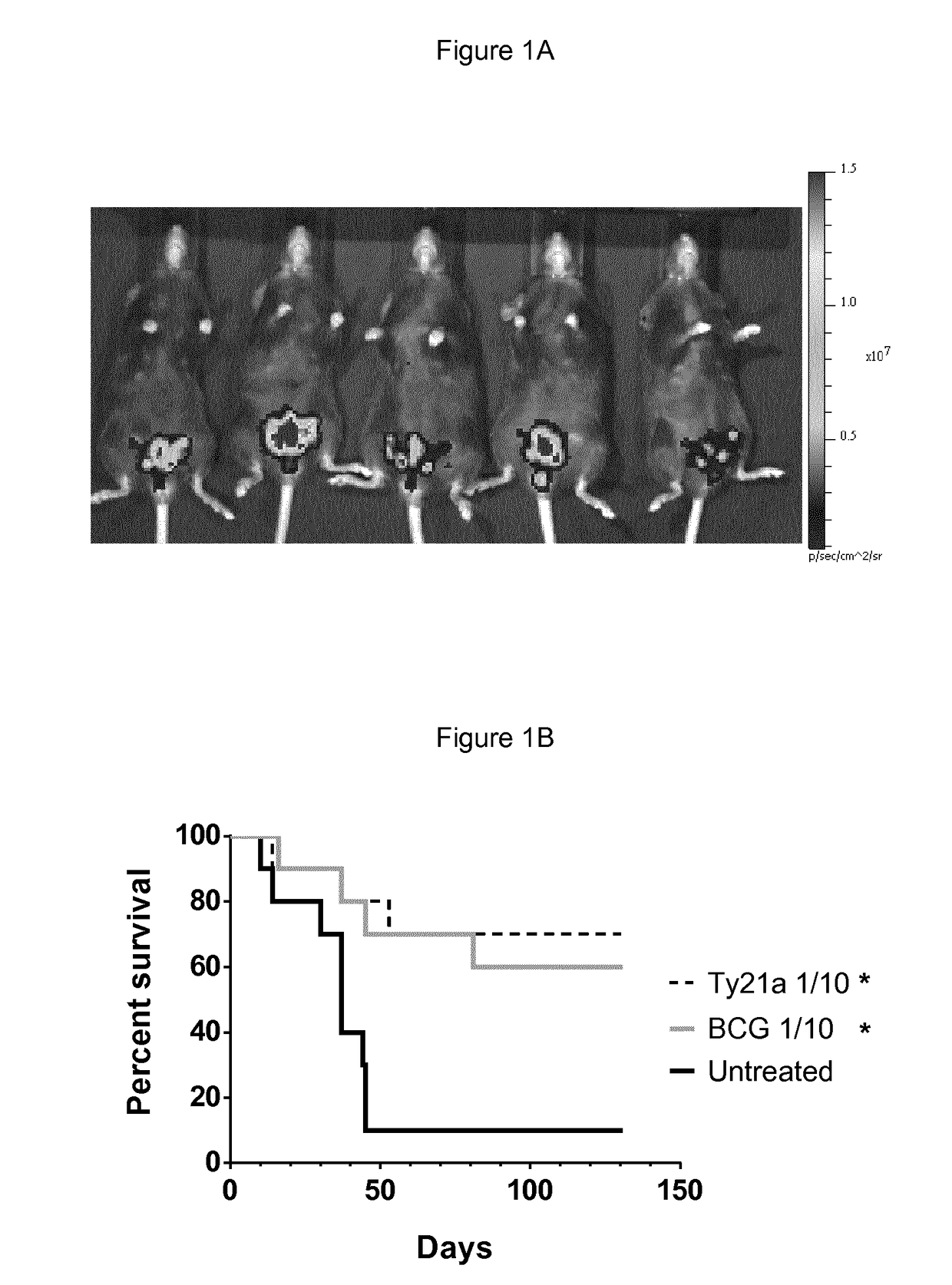 <i>Salmonella </i>strains for use in the treatment and/or prevention of cancer