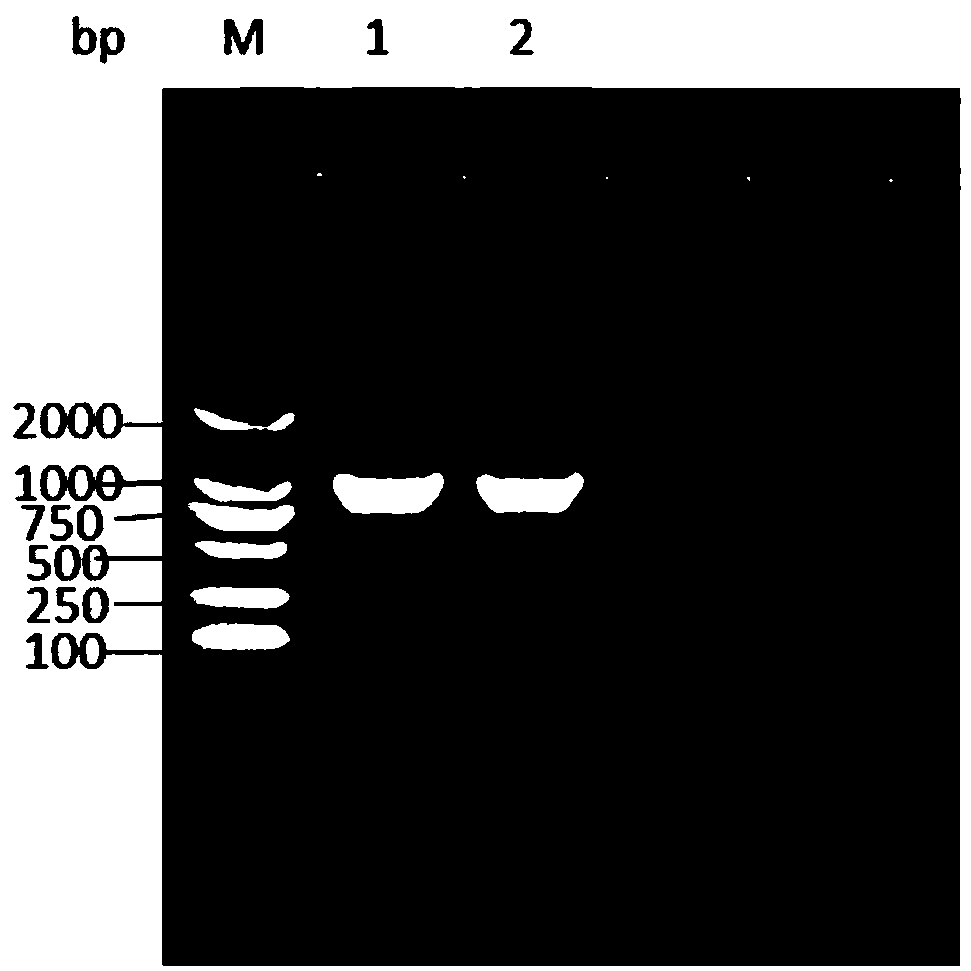 Single-chain antibody for porcine epidemic diarrhea resistant virus and application thereof