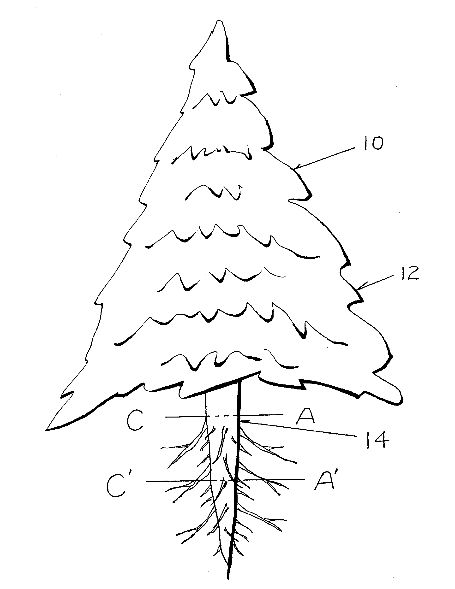 Method of Preserving a Live Tree