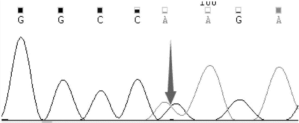 Primer group for culturing homozygous black feather chicken and method for culturing homozygous black feather chicken