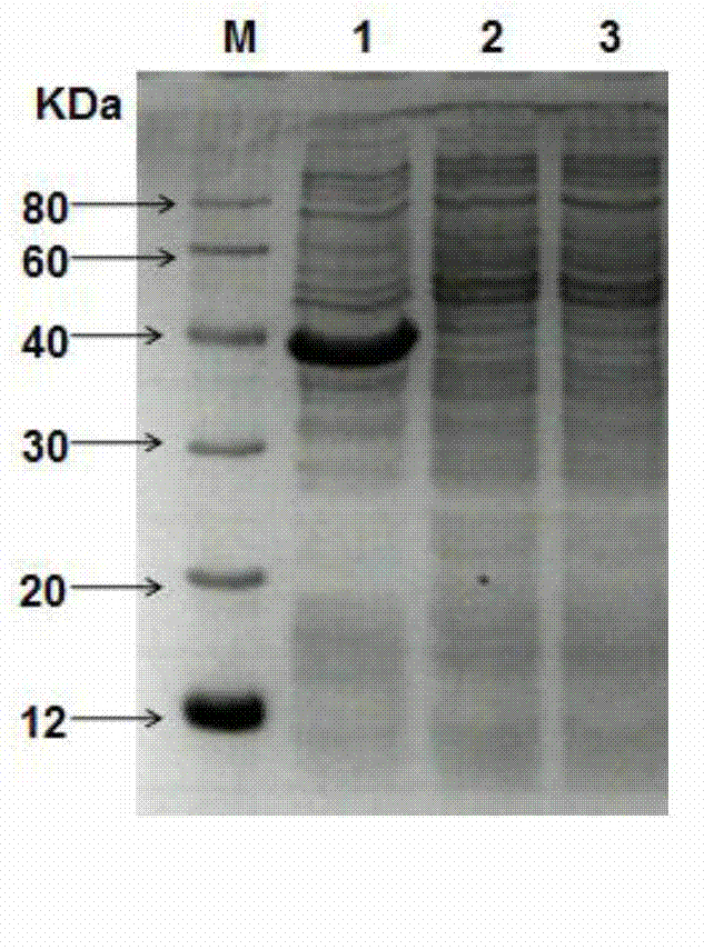 Gene engineering strain and application thereof