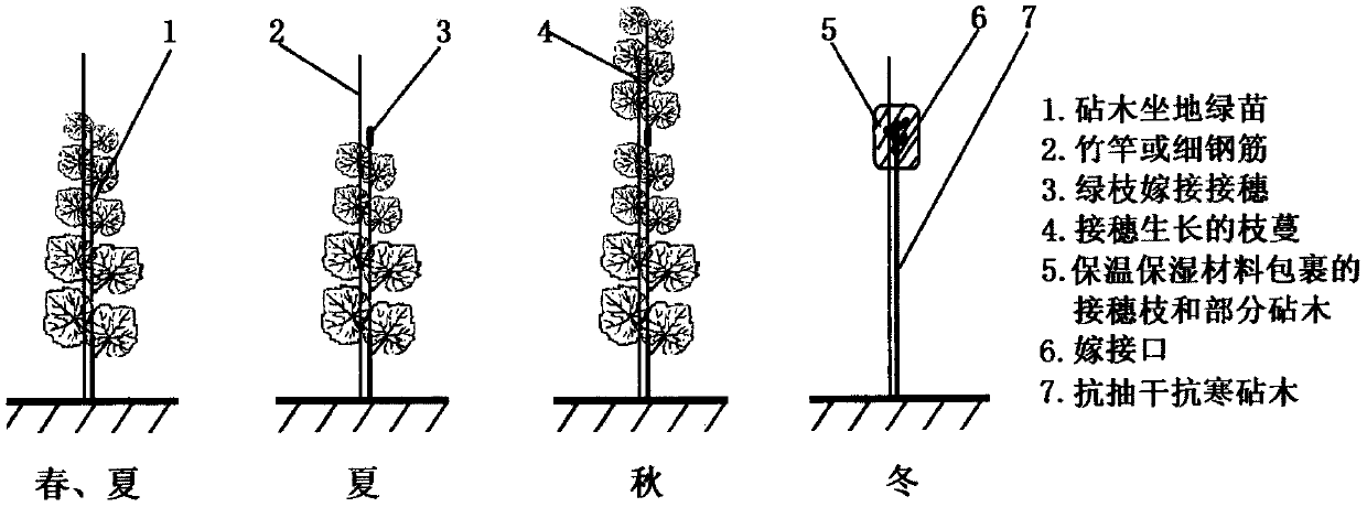 Grape vine unshelving soil-burying-free overwintering cultivation method with top grafting of cold-resistant stock