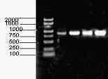 Method for separating corn bacterial wilt pythium