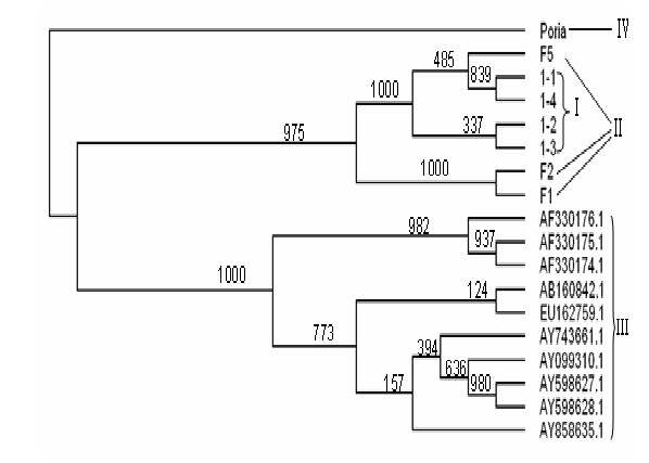 Method for separating corn bacterial wilt pythium