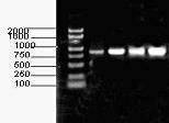 Method for separating corn bacterial wilt pythium