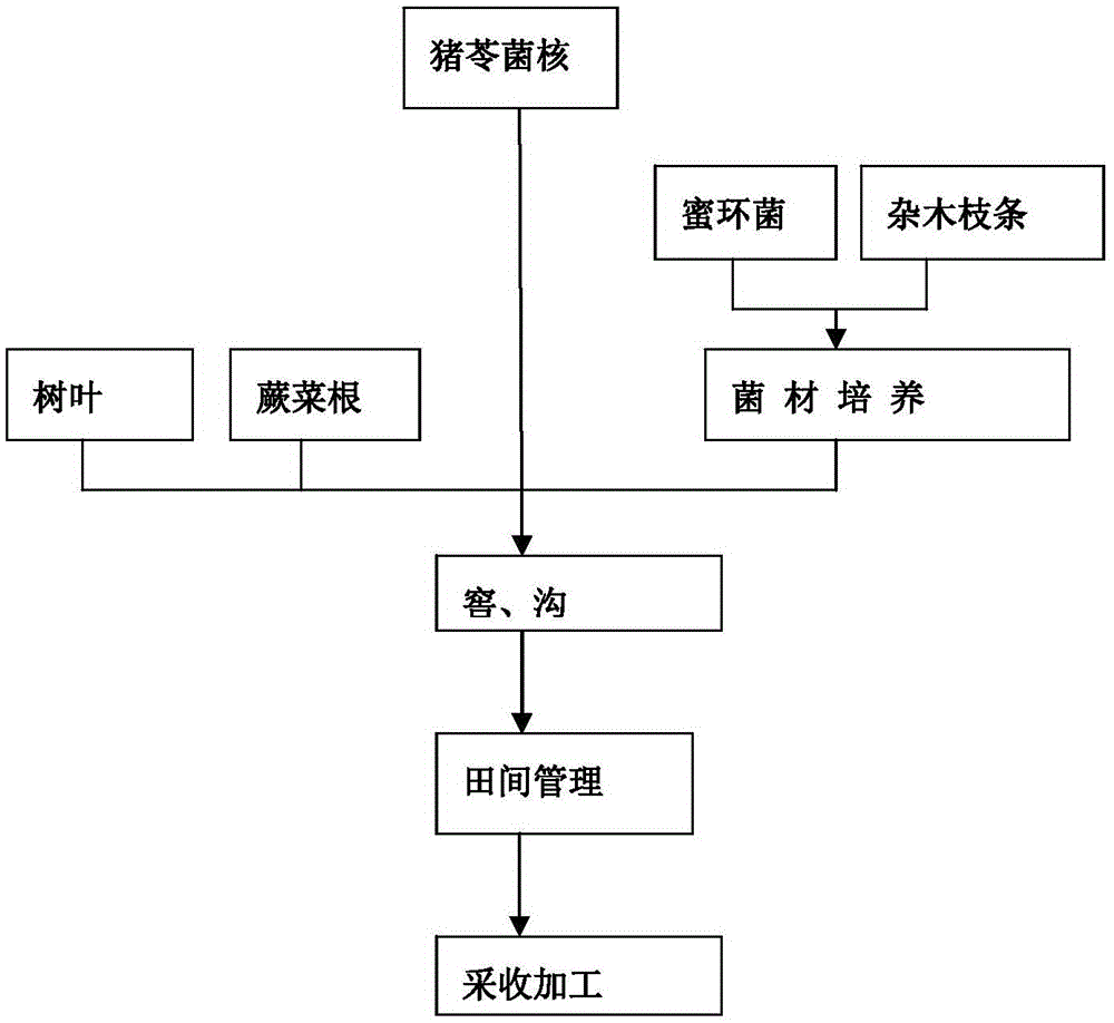 Polyporus-umbellatus cultivation method