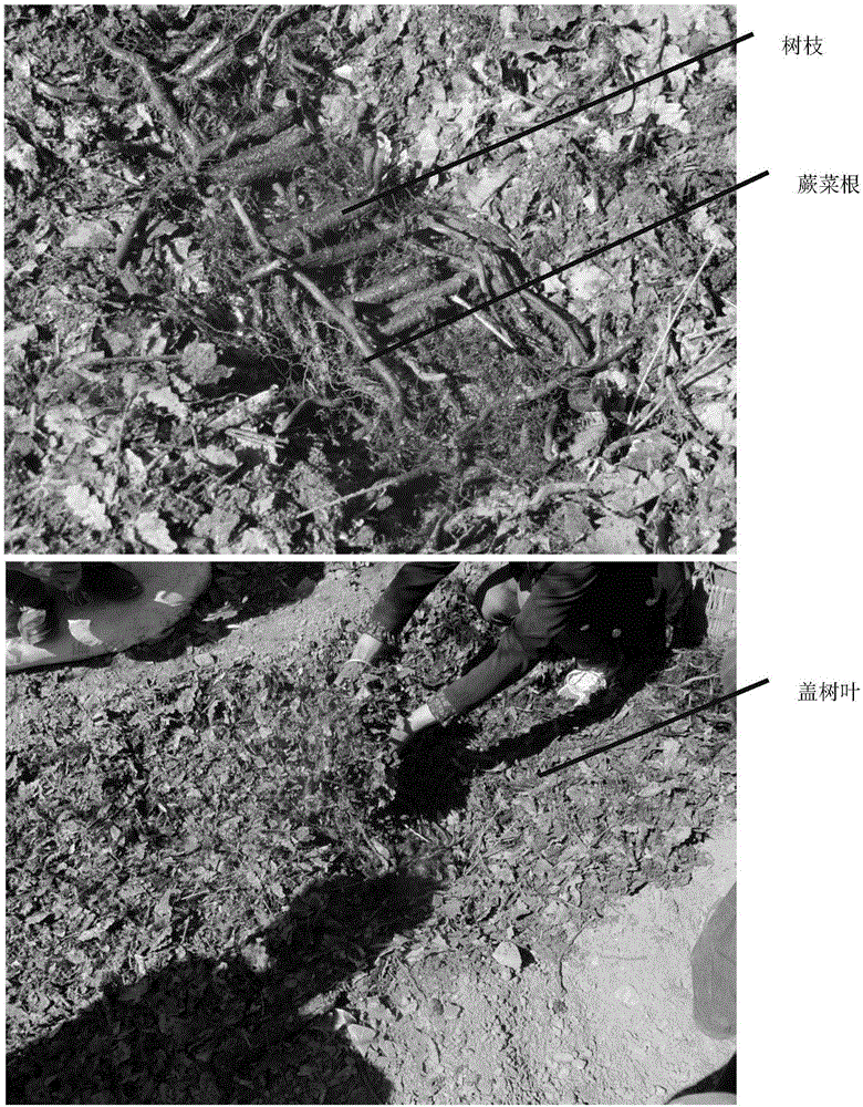 Polyporus-umbellatus cultivation method