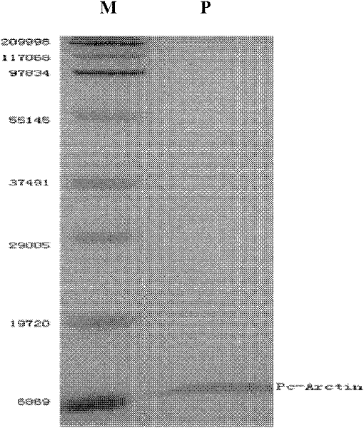 Penicillium chrysogenum antifungal protein Pc-Arctin and preparation method thereof