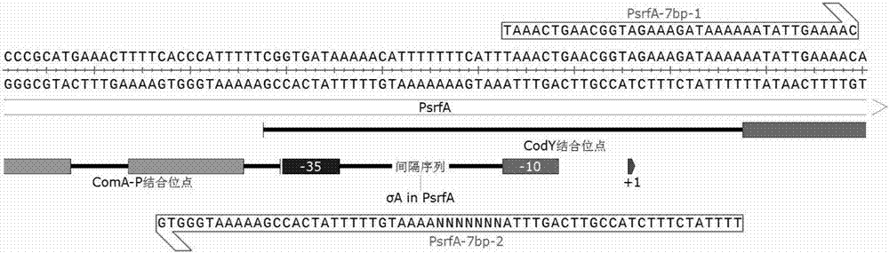 Bacillus subtilis promoter with improved activity, and construction and applications thereof