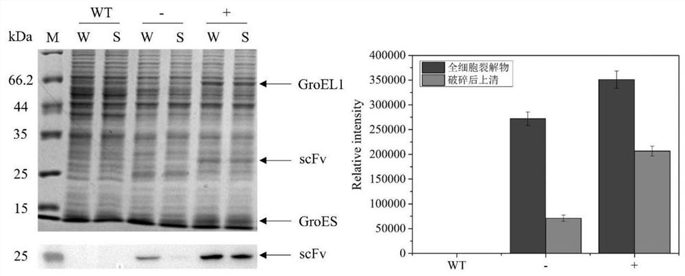 Molecular chaperone plasmid system and application thereof