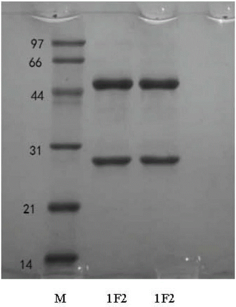 Hybridoma cell strain and monoclonal antibody secreted by hybridoma cell strain for resisting foot-and-mouth disease O-type viruses and application