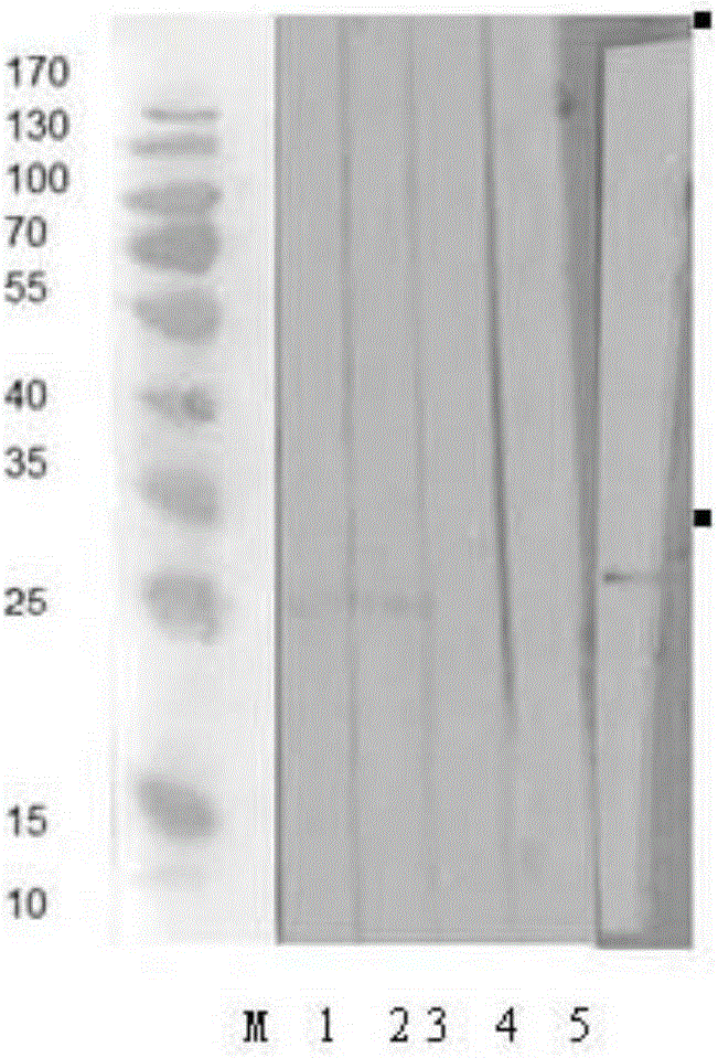 Hybridoma cell strain and monoclonal antibody secreted by hybridoma cell strain for resisting foot-and-mouth disease O-type viruses and application