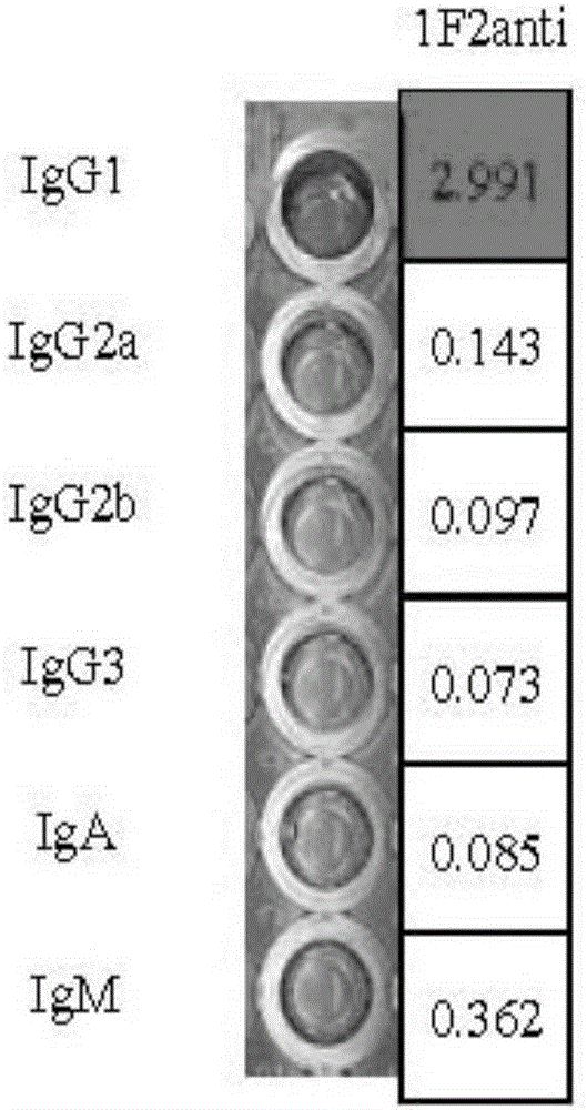 Hybridoma cell strain and monoclonal antibody secreted by hybridoma cell strain for resisting foot-and-mouth disease O-type viruses and application