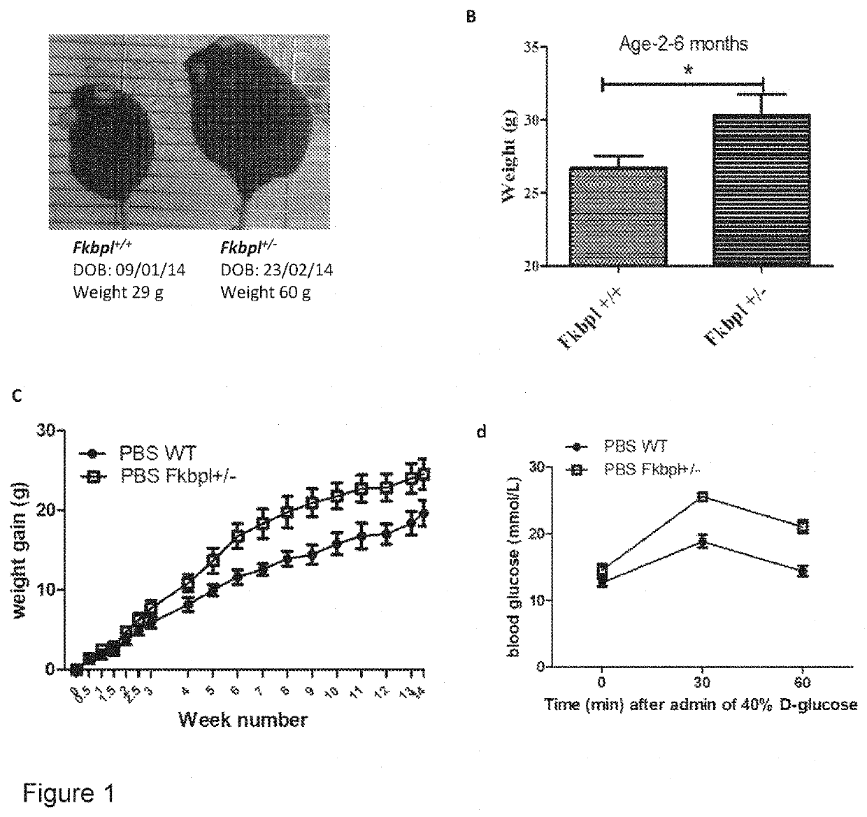 Use of FKBP-L polypeptides and nucleic acids for the treatment of obesity