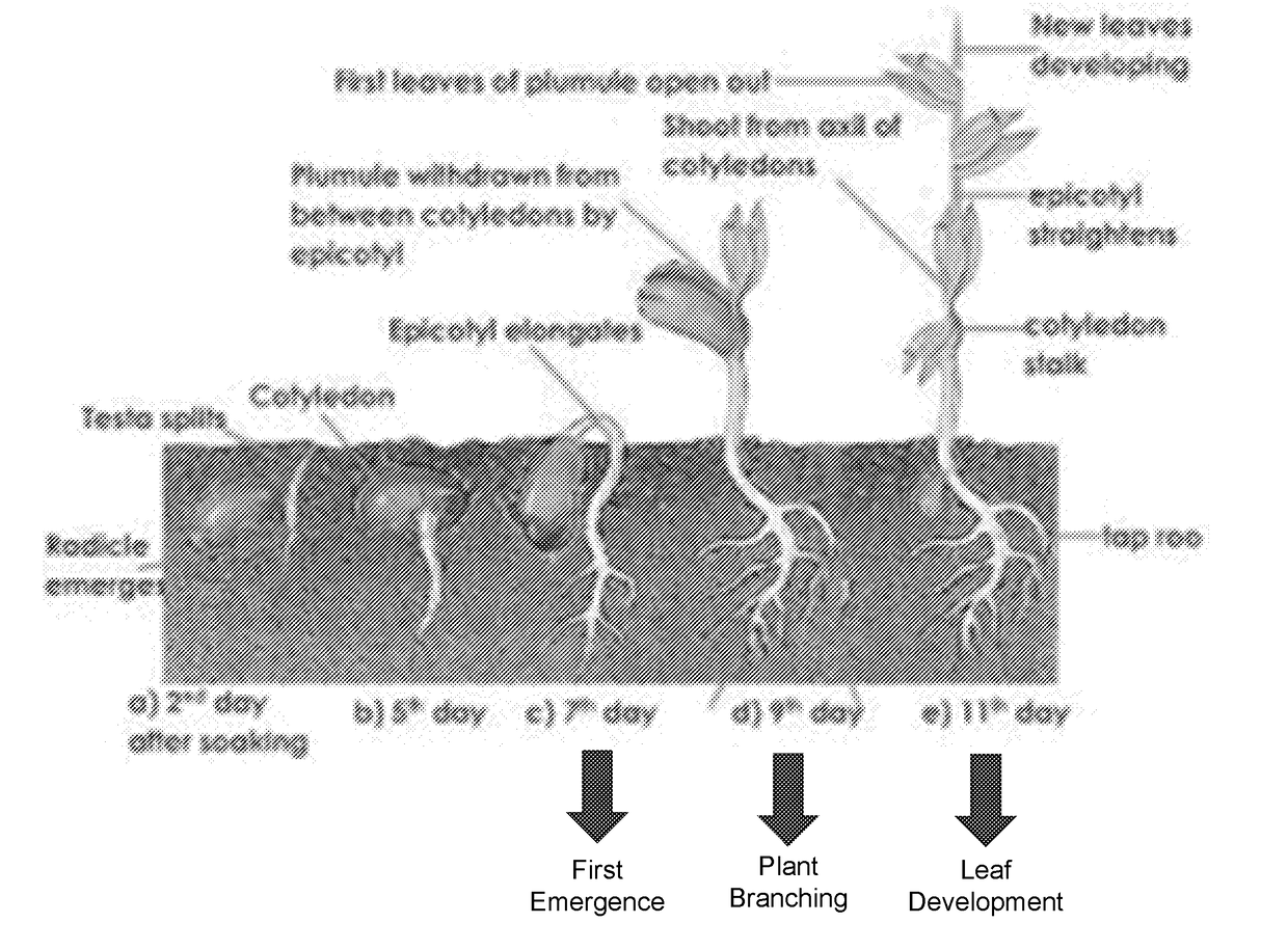 Continuous ultrasonic treatment of seeds