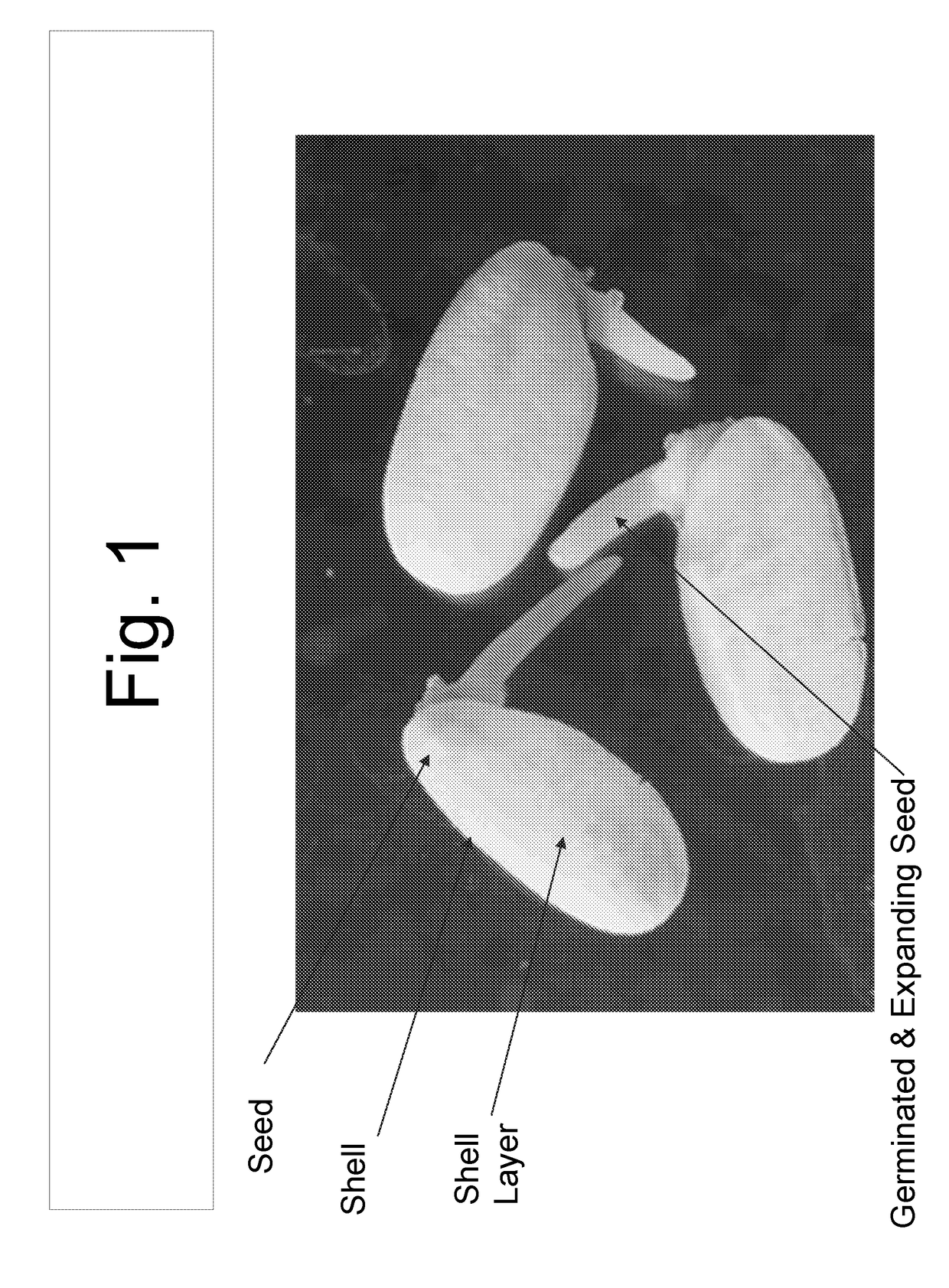 Continuous ultrasonic treatment of seeds