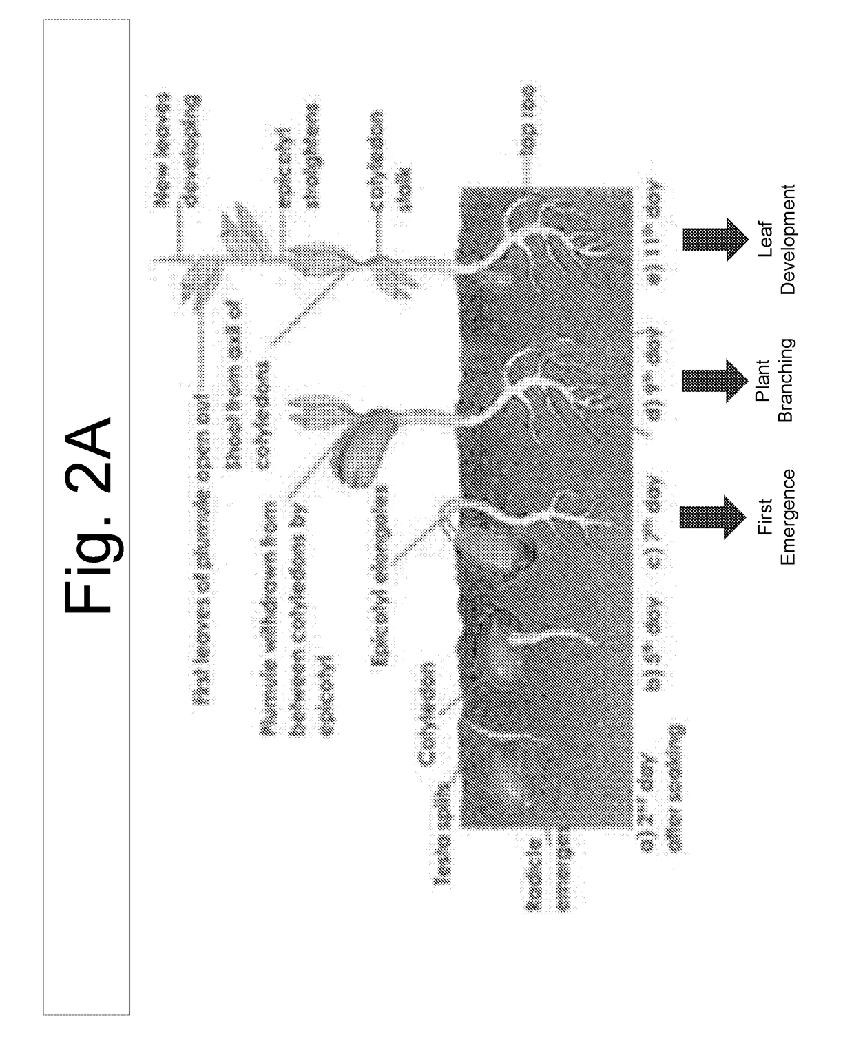 Continuous ultrasonic treatment of seeds