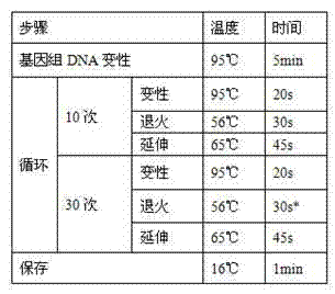 Primer, probe, reagent kit and method for detecting mutation of BRAF gene V600E