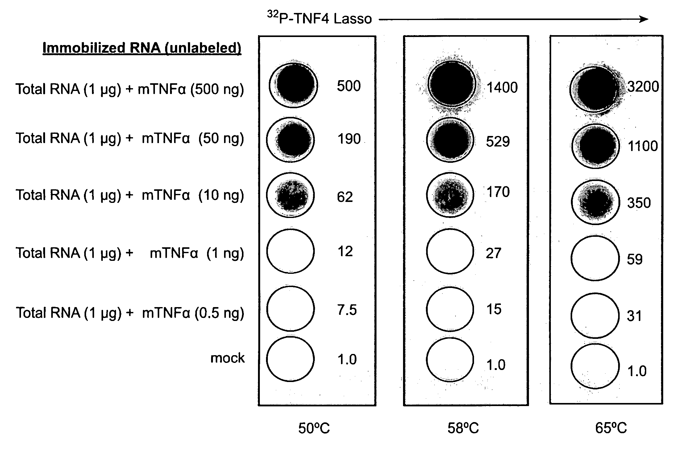 Superior hybridization probes and methods for their use in detection of polynucleotide targets