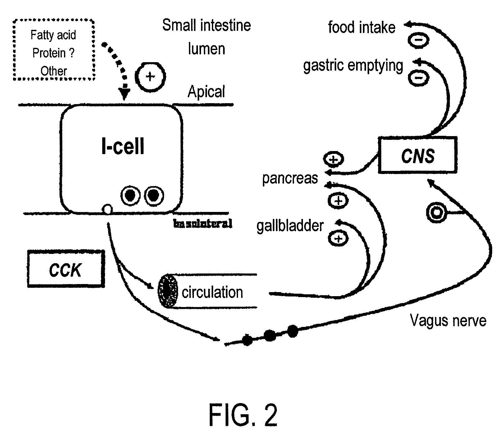 Conformationally-stabilized intraluminal device for medical applications