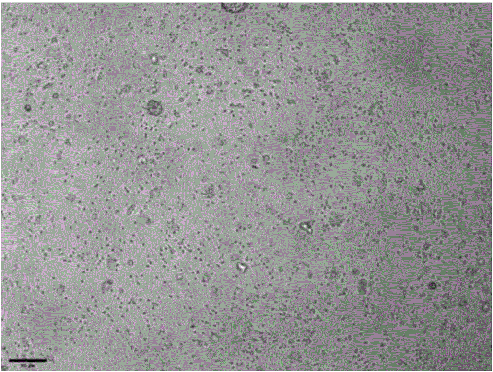 Porcine ovarian granulosa cell primary culture method