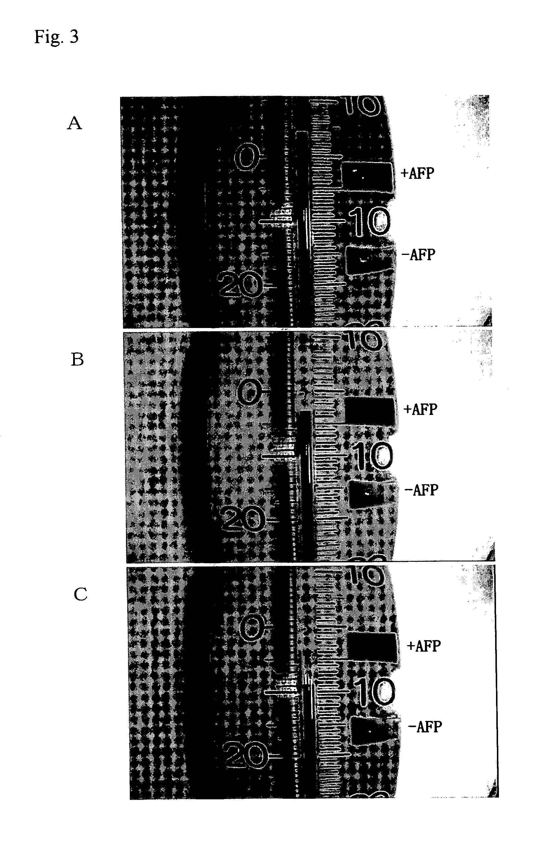 Material for promoting the freezing of water or hydrous substance