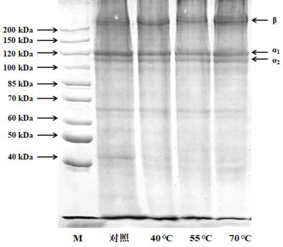 Green preparation method of functional protein powder and product