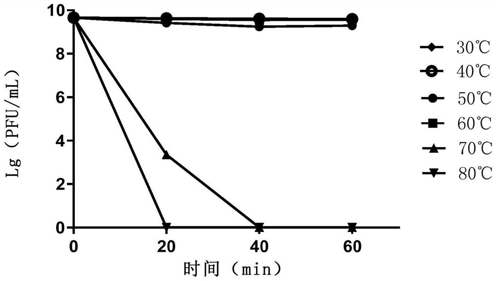 Citrobacter freundii bacteriophage, bacteriophage composition and application thereof