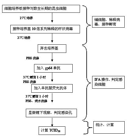 Method for determining baculovirus titer