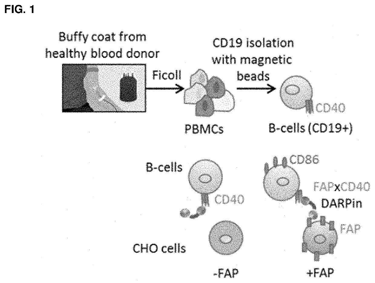 Multispecific proteins