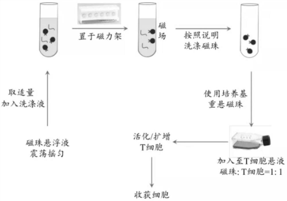 CD3/CD28/DLL4 magnetic bead and preparation method and application thereof