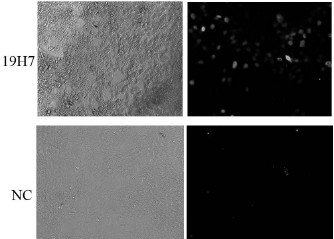 Preparation method and application of anti-hpv16 L1 protein monoclonal antibody