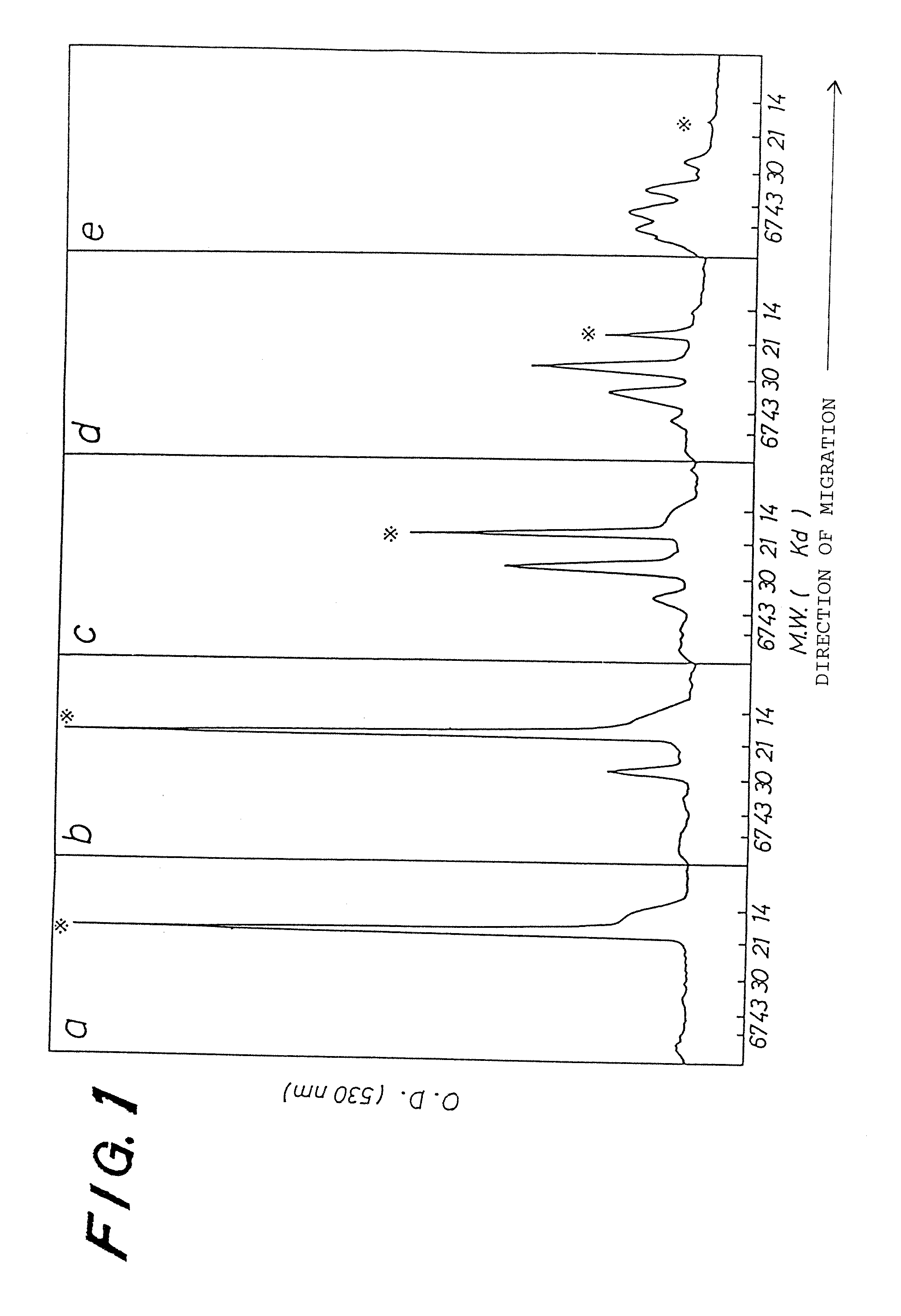 Chemically modified G-CSF