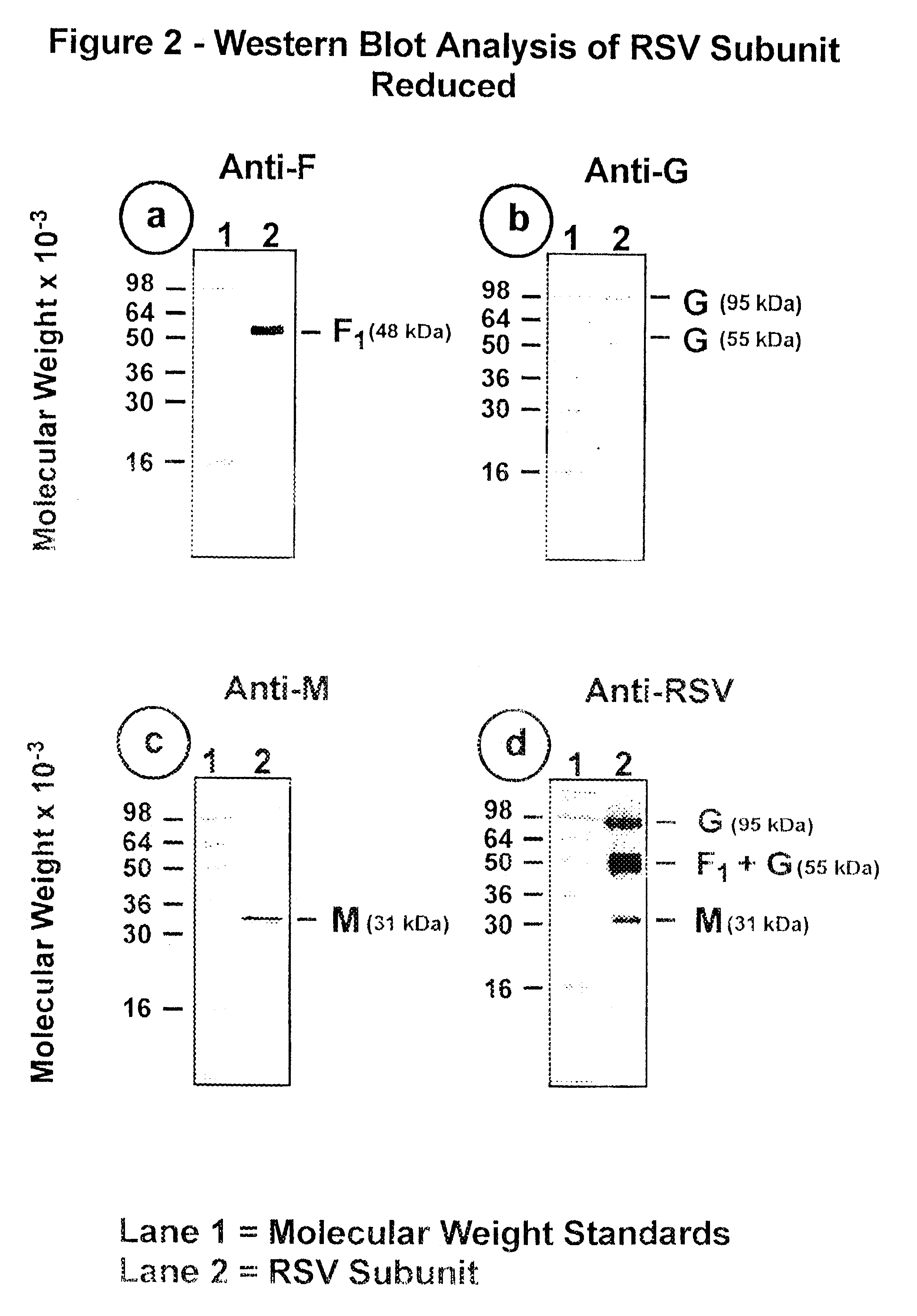 Subunit respiratory syncytial virus vaccine preparation