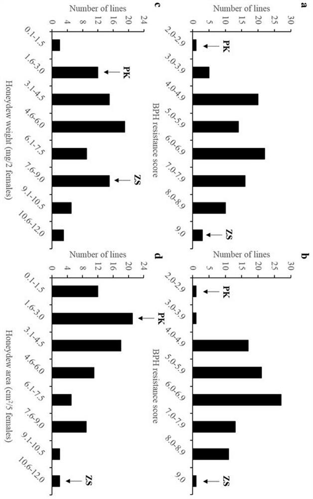 Molecular marker of rice brown planthopper-resistant gene BPH39 and application thereof