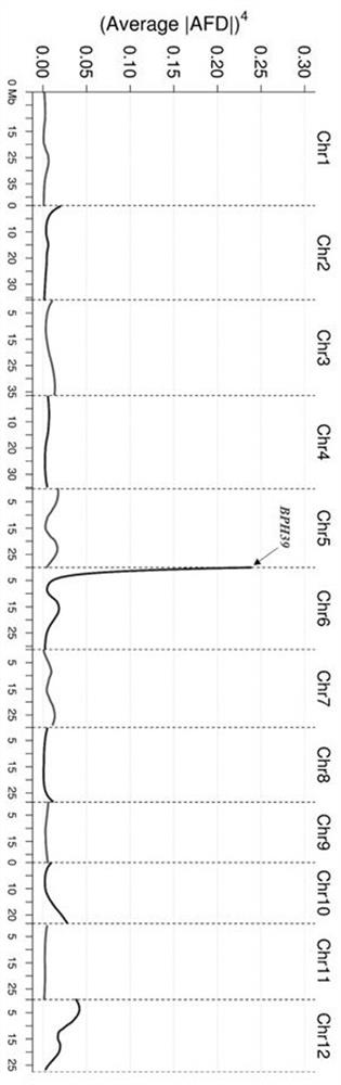 Molecular marker of rice brown planthopper-resistant gene BPH39 and application thereof