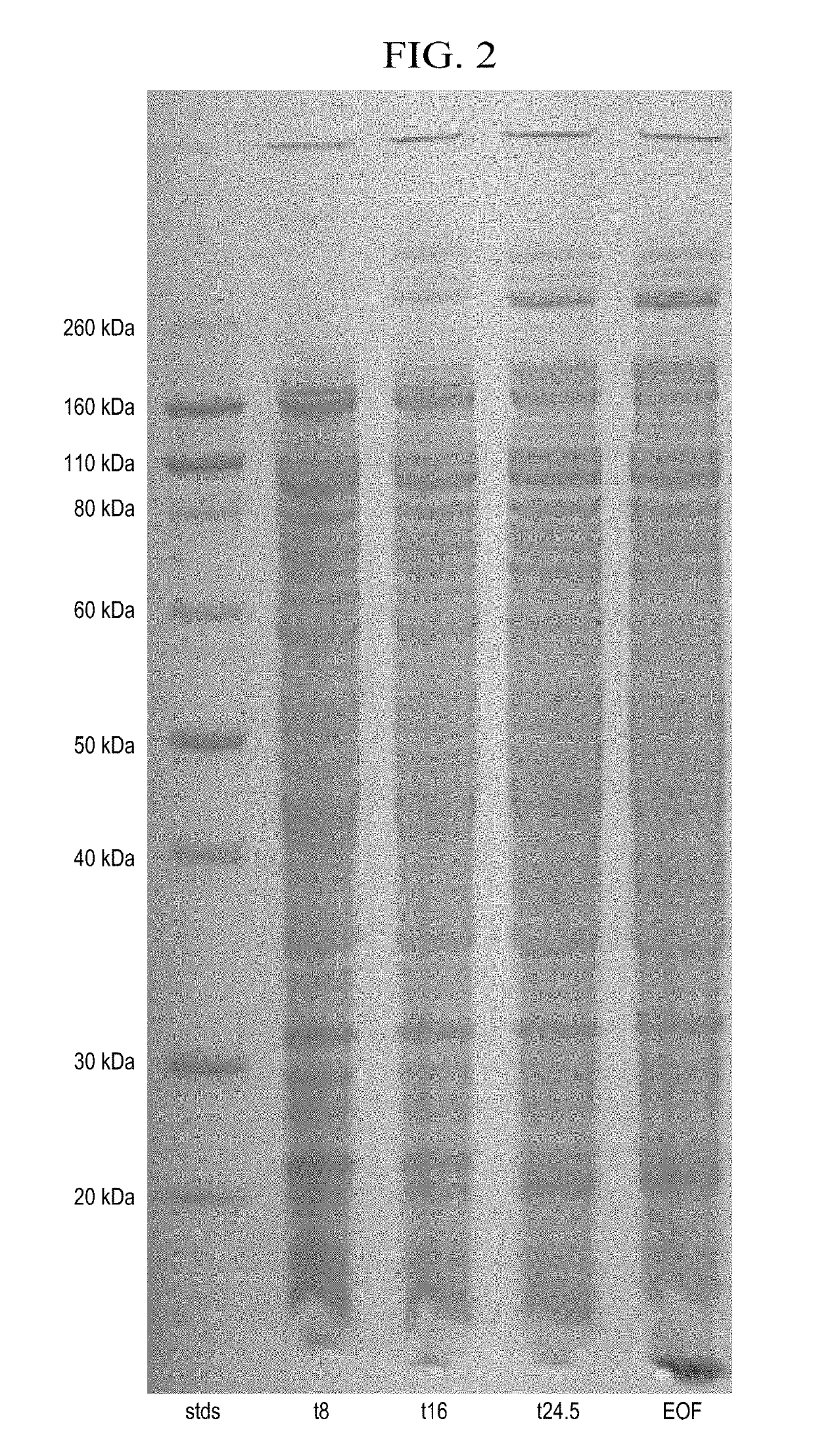 Use of proteins to control molluscs